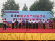葡萄熟了，孟津葡萄采摘節今日盛大開幕